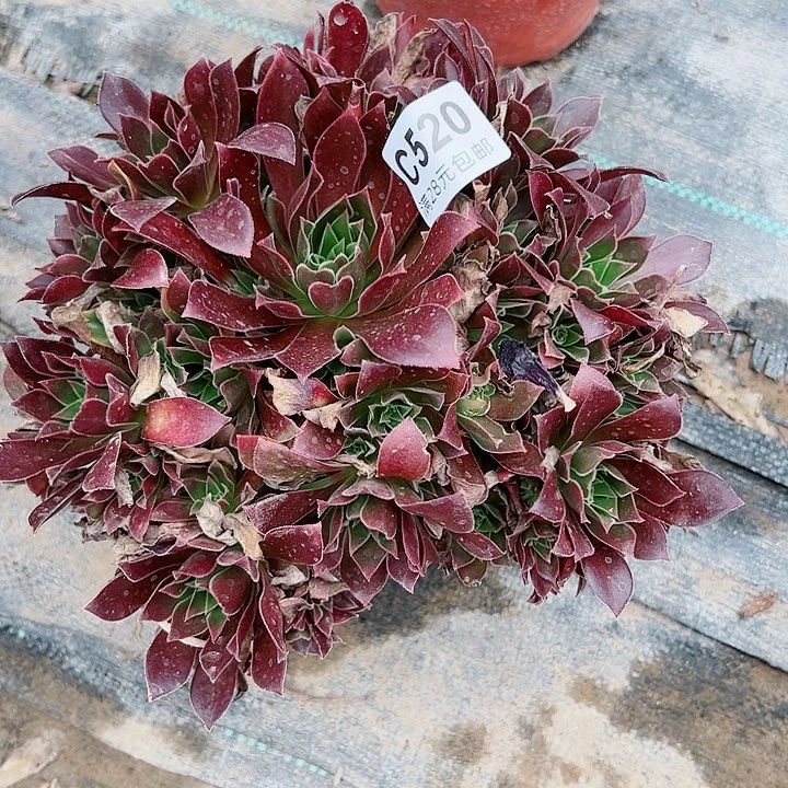 520凤凰多肉植物的