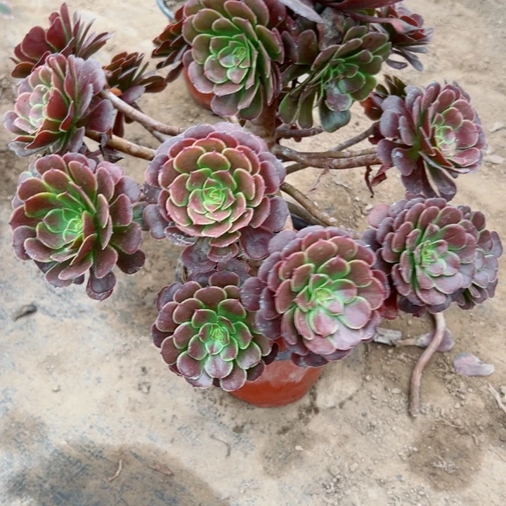 511铜鼓多肉植物的