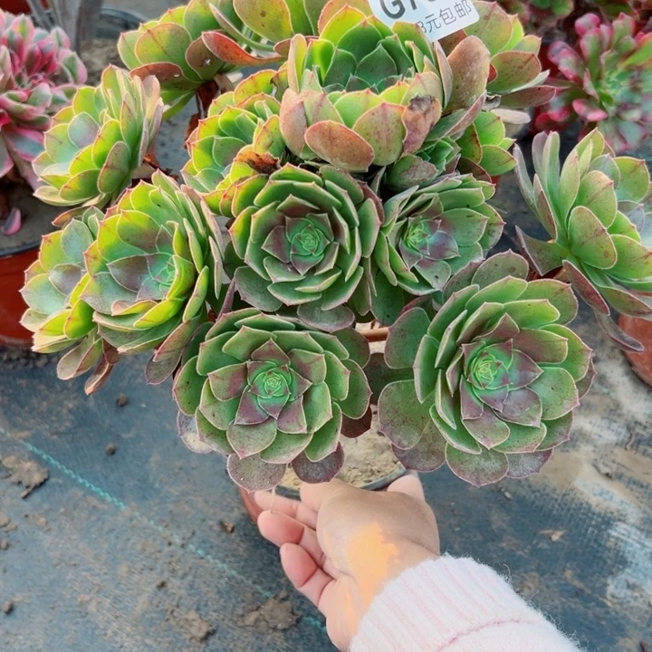 789万圣节多多肉的