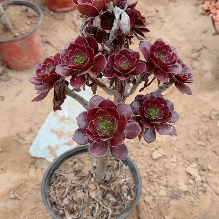 611。黑豆多肉植物