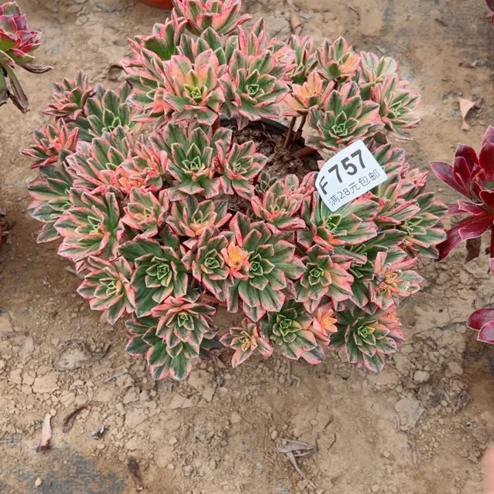 757甜茶多多肉多