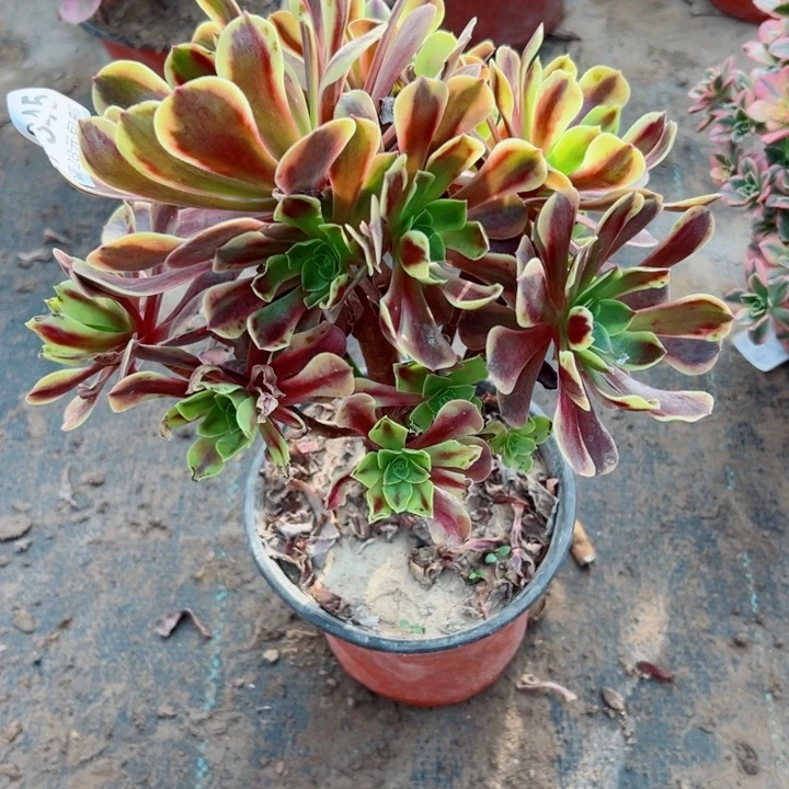 345欧嘉莉多肉酱，