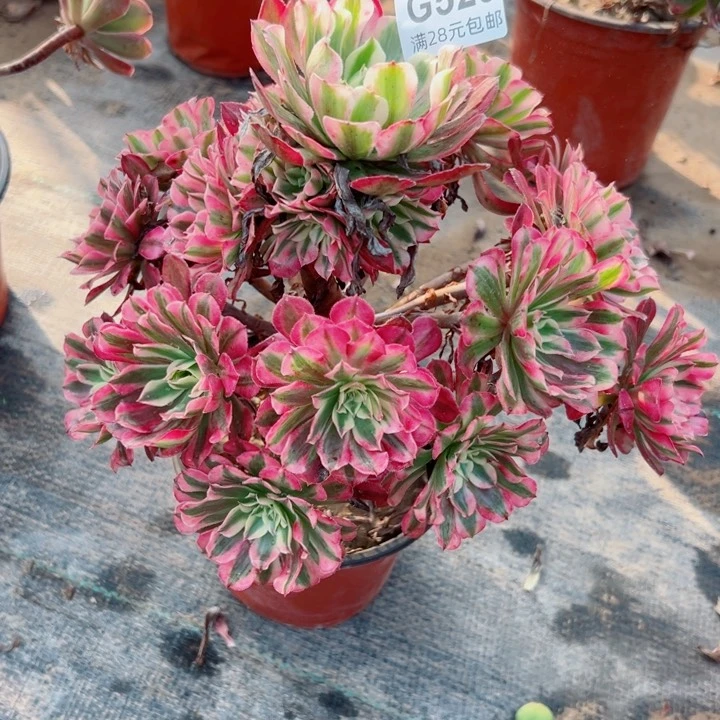 529铜白多肉植物的