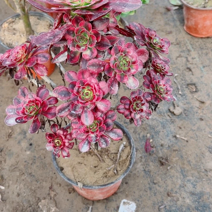 749丽娜多肉酱，多肉