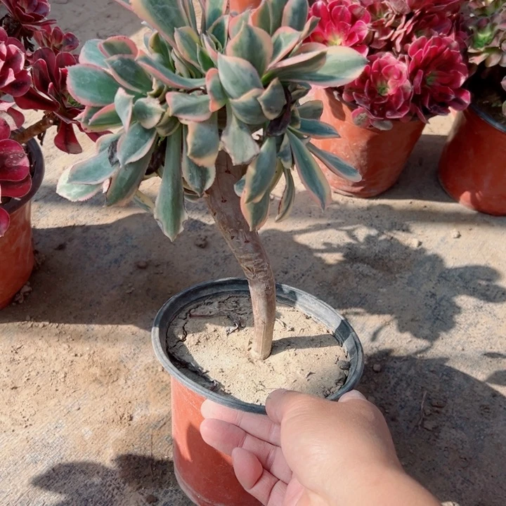 灿烂缀多肉植物的