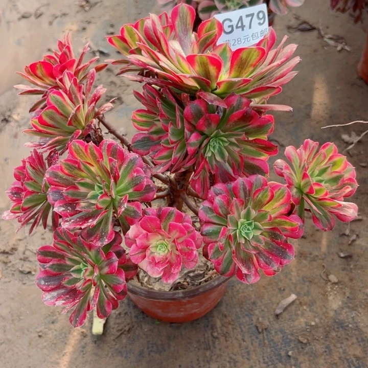 479祝融多肉植物