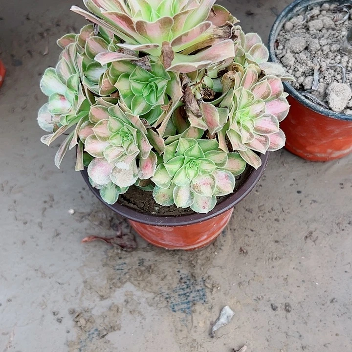 526韶华多肉植物