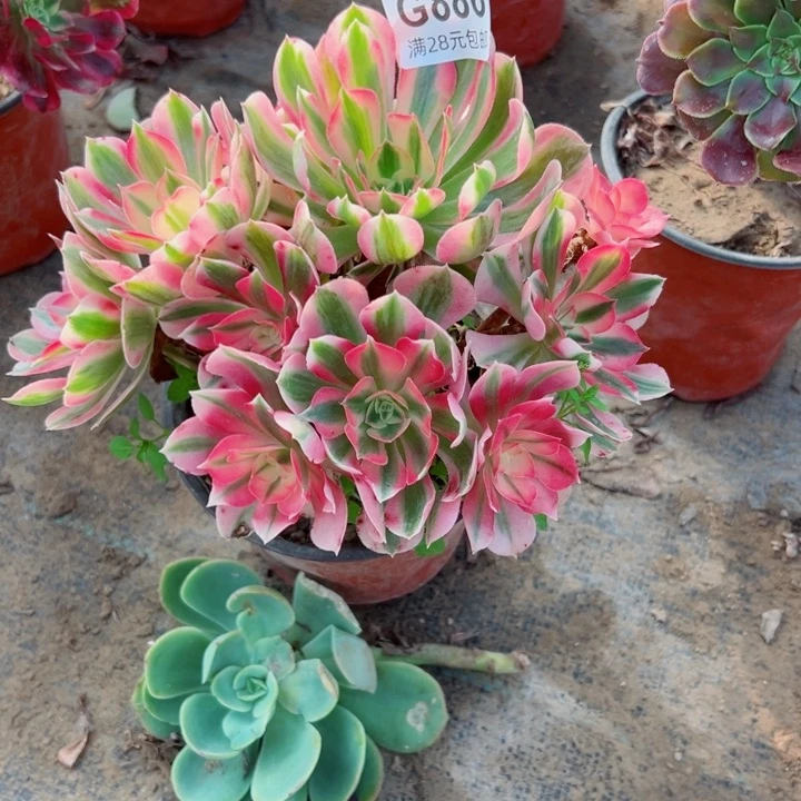 886女巫多肉植物的