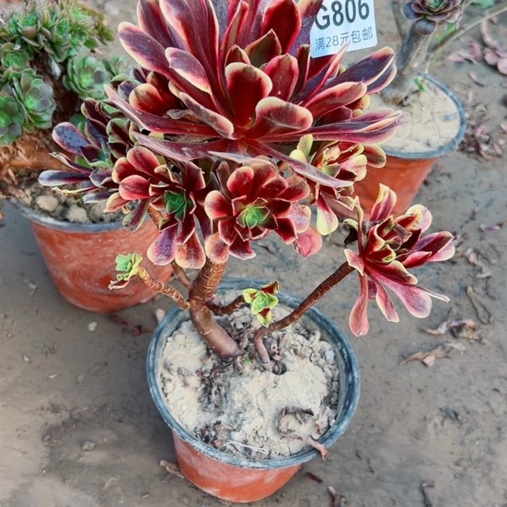 806欧嘉莉莉多肉的味道