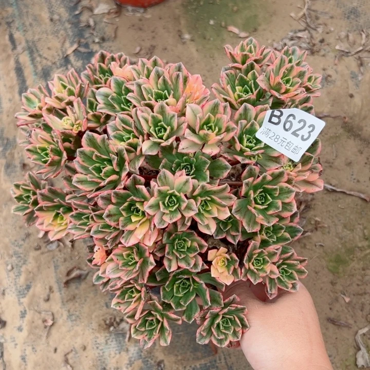 623甜茶多肉植物