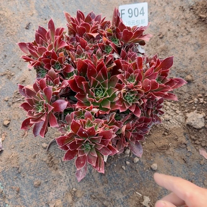 904凤凰多多肉植物
