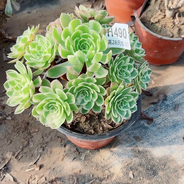 490海洋多头多肉