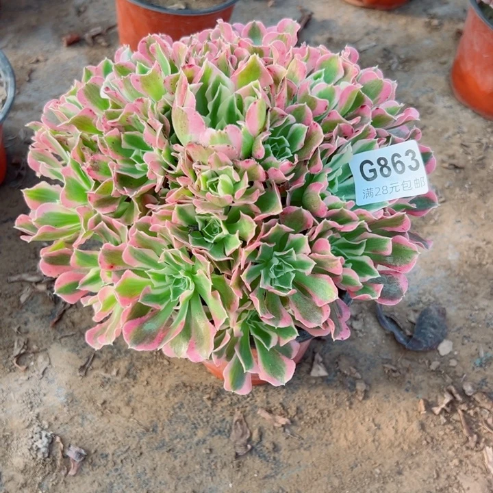 863白凤多肉植物