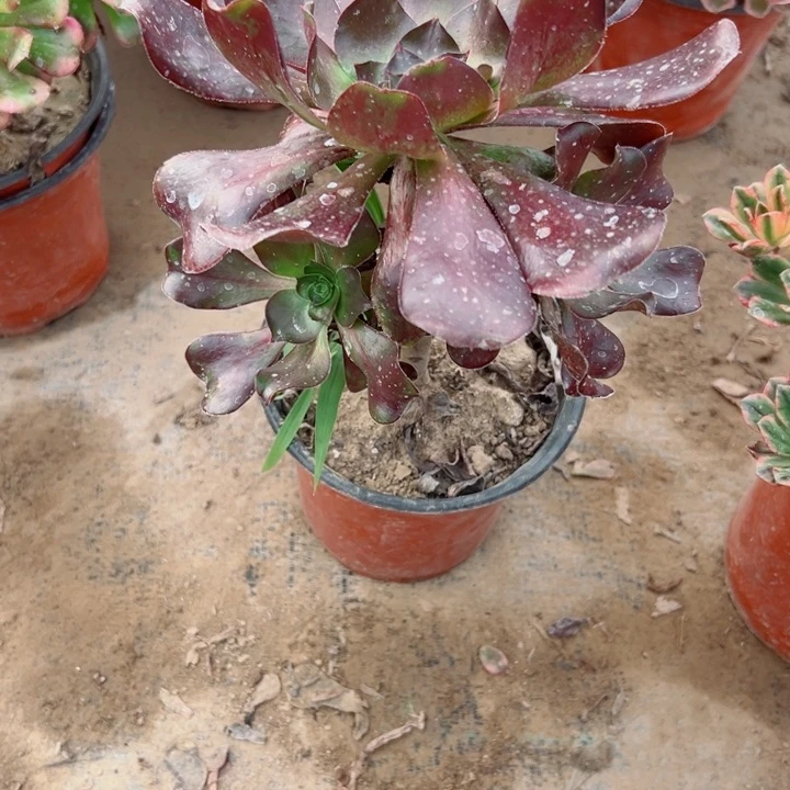 659无毒多肉植物的