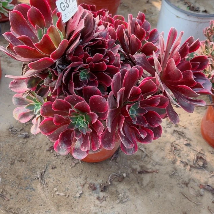 872金丝多肉植物的