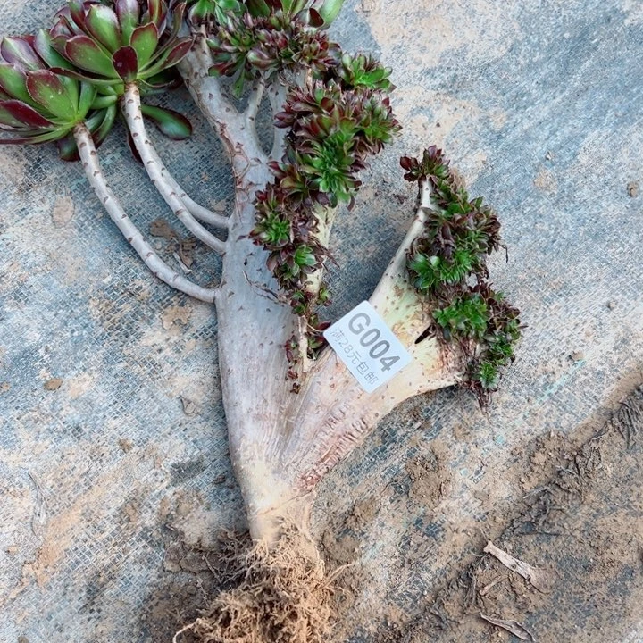色***惑04黑缀有疤多肉植物