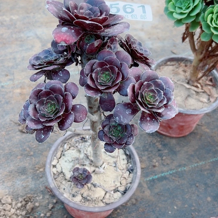 561圆叶多肉植物的