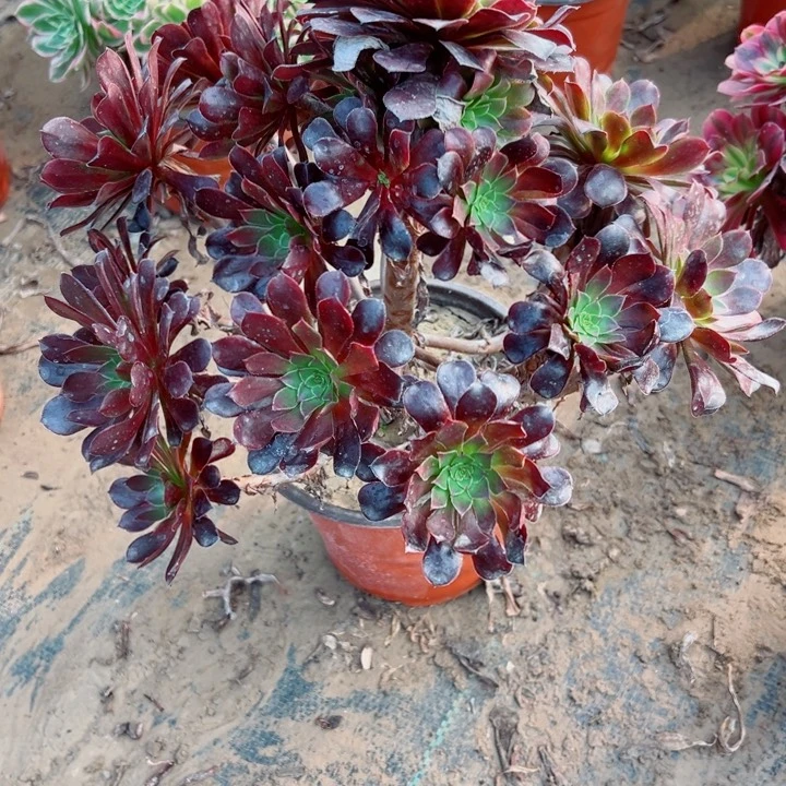 104黑铜多肉植物的