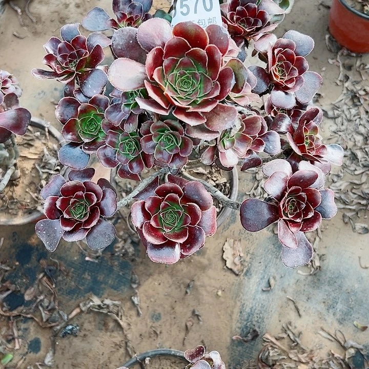 570灰圆叶多肉植物的