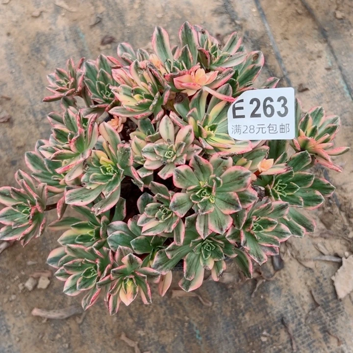 263甜茶多肉植物