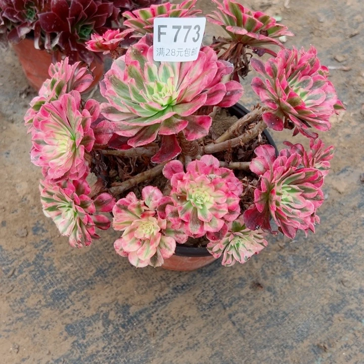 773铜白多肉植物