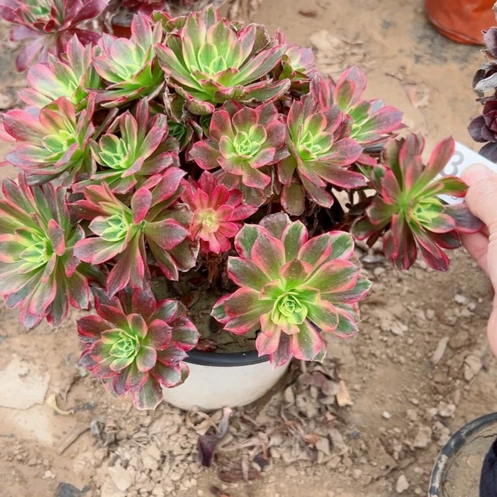 348安娜多肉植物