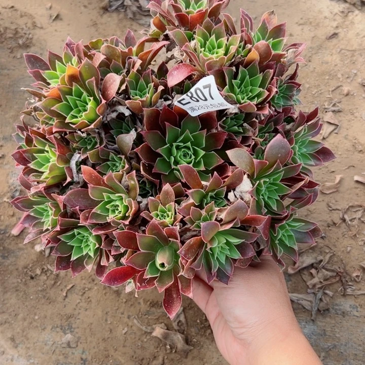 807凤凰多肉植物的