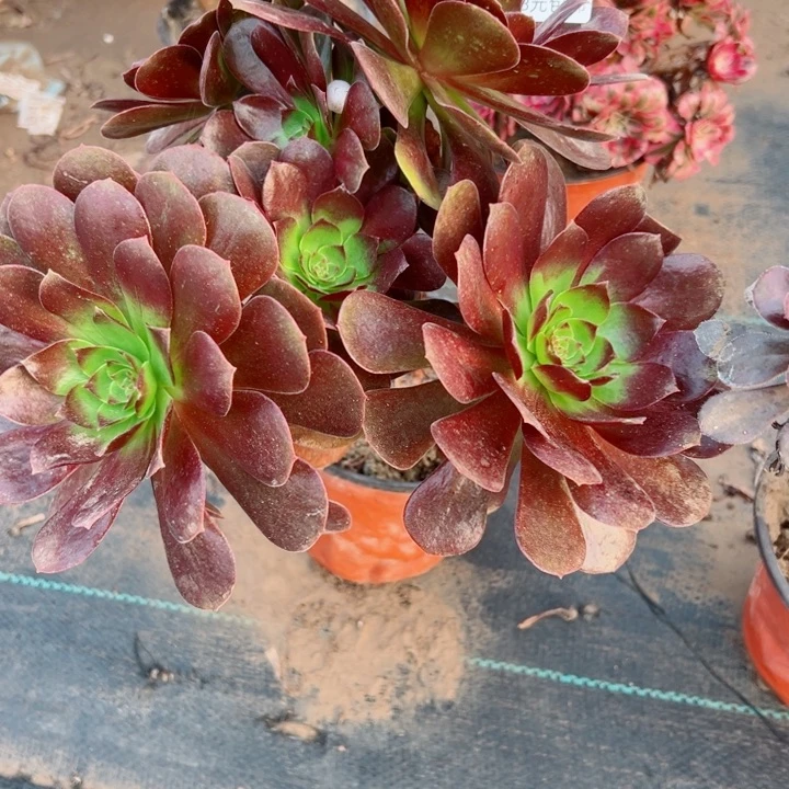 666炽焰连多肉植物都