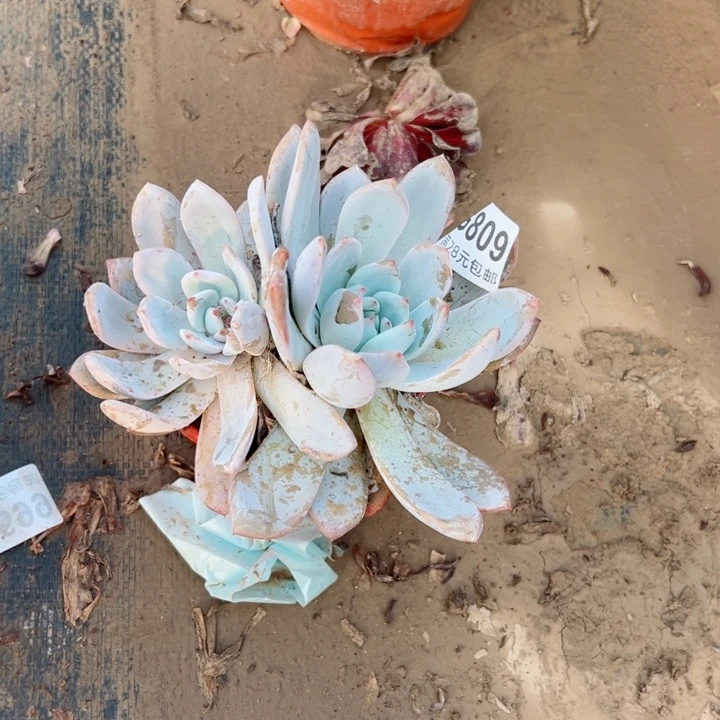 806多肉多肉多肉呀