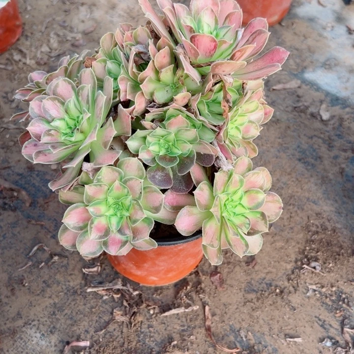 972韶华多肉植物的