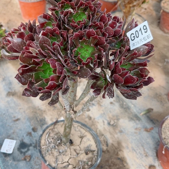 19灰法师多肉植物的