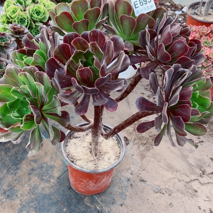 硕****693欧若拉多肉植物