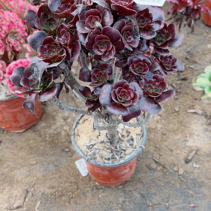 756红圆叶多肉植物的