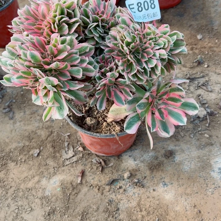 808女巫缀多肉植物的