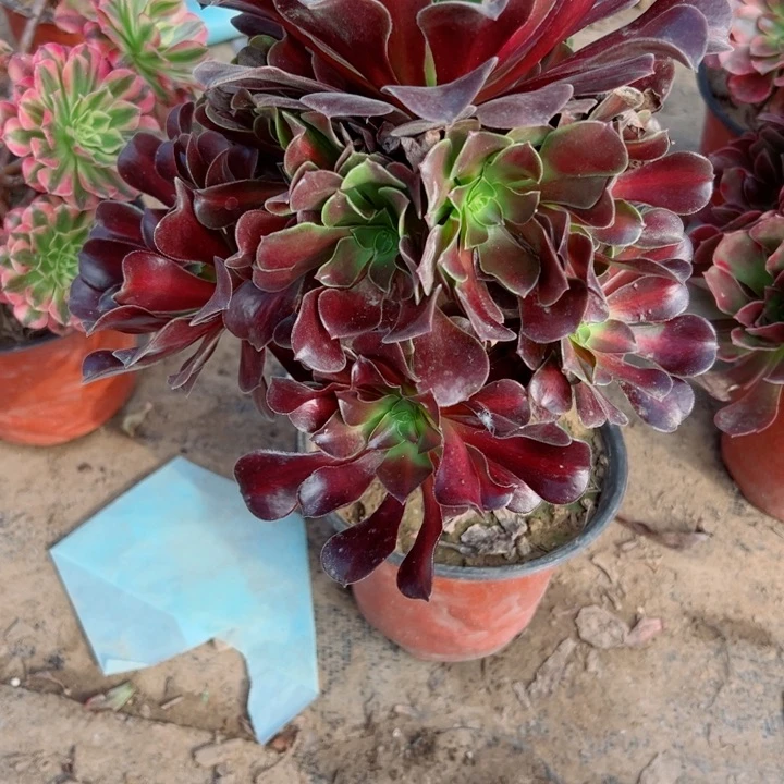 355华纳多肉酱，多肉