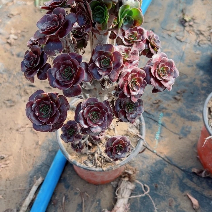 602红圆叶多肉植物