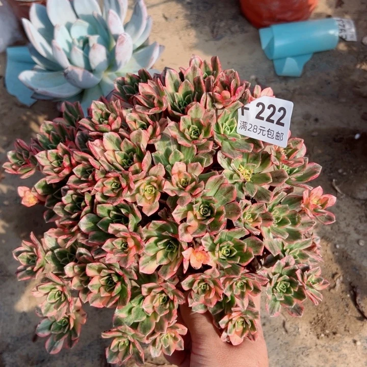 222甜茶多肉植物的