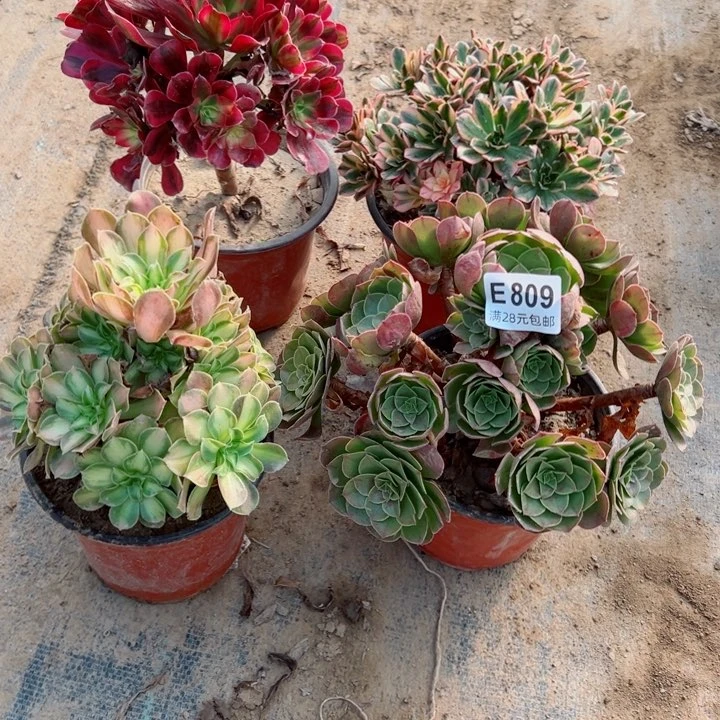 809号4颗多肉植物的