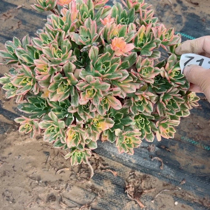 717甜茶多肉植物