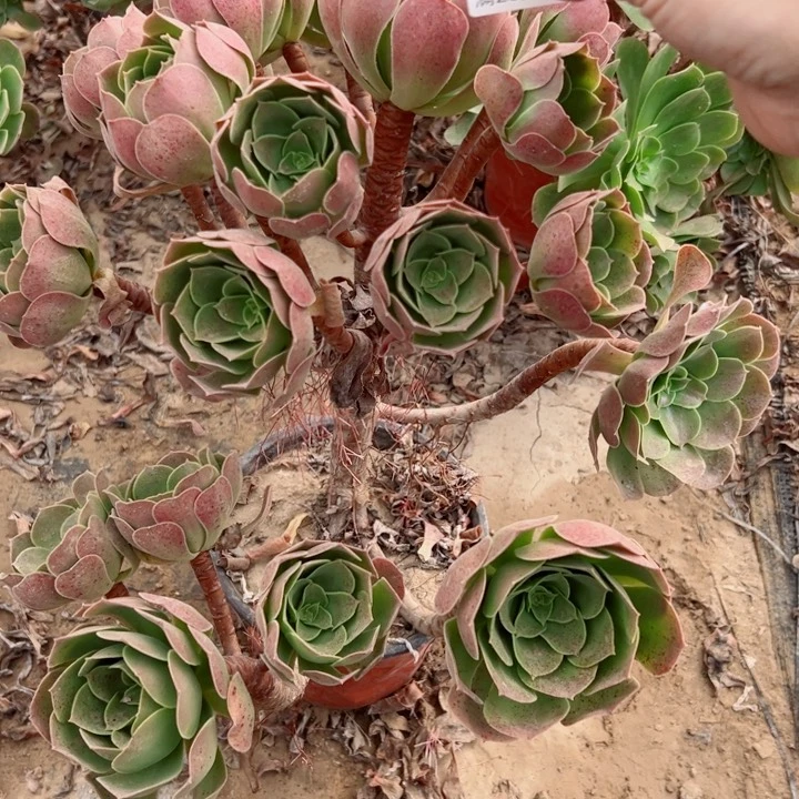 845玫瑰多肉植物