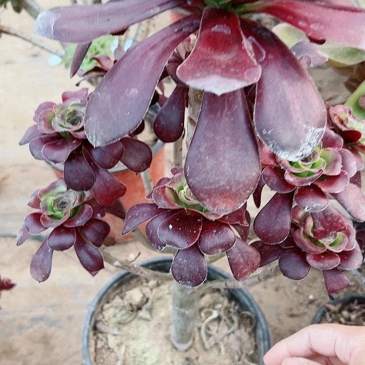 小*277无毒多肉植物的