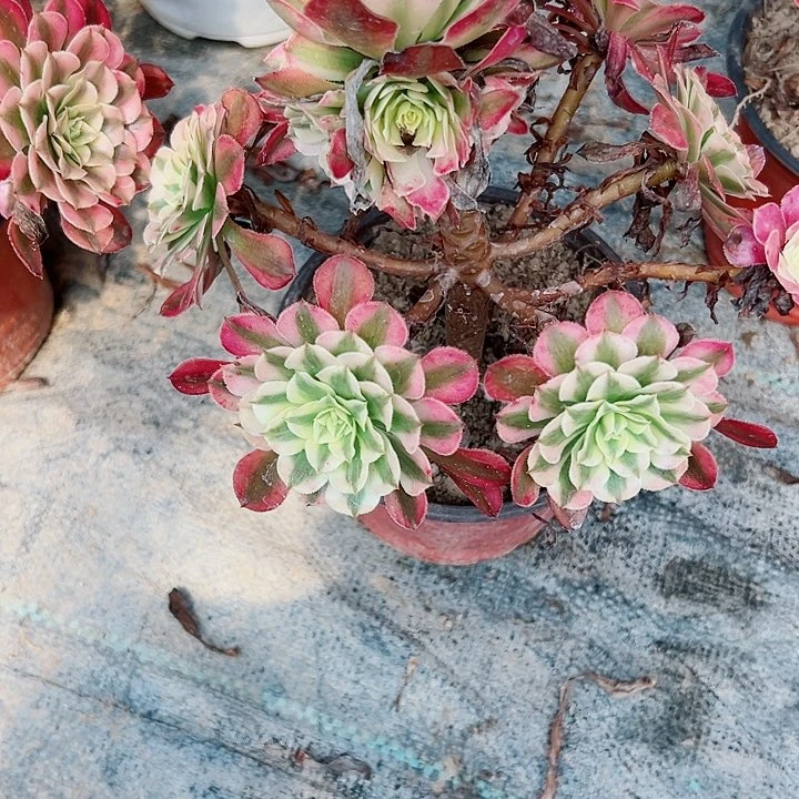 759铜白多多肉葡式