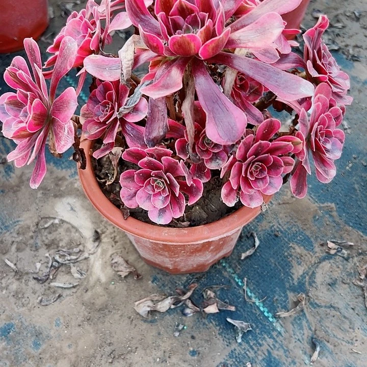 390美尔莎多多肉