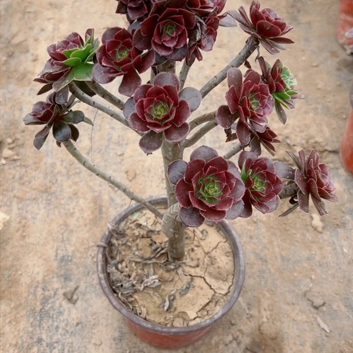 550灰豆多肉植物的