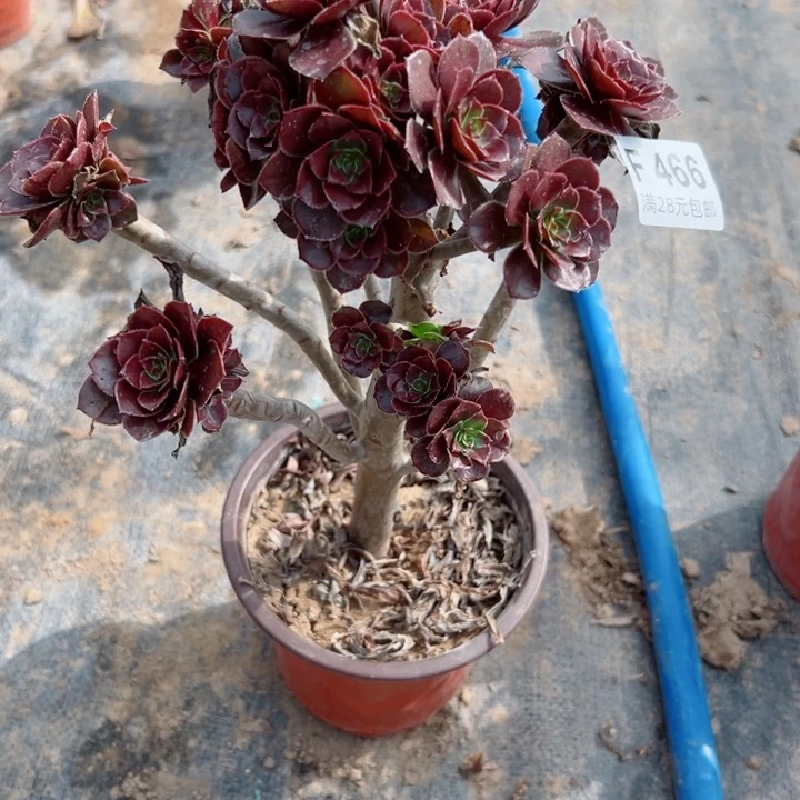 466灰豆多肉植物