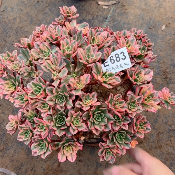 683甜茶多肉植物