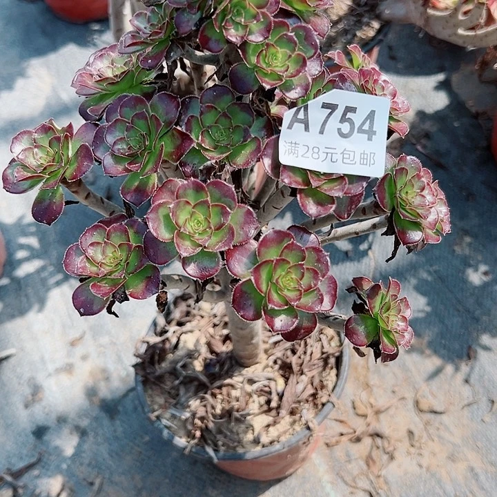 754黑豆多肉植物提取d