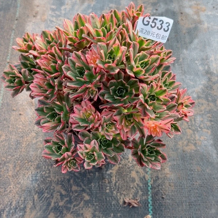 533甜茶多肉植物