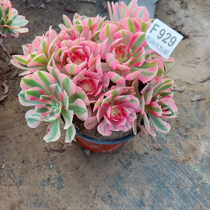 929女巫多肉植物的