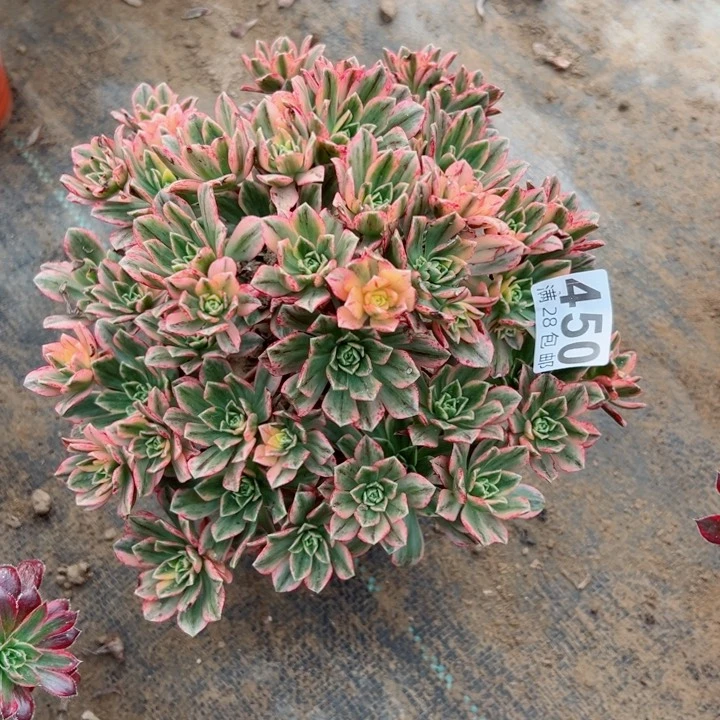 450题啊甜茶多肉